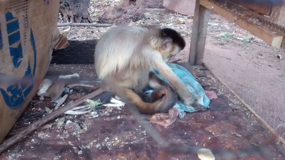 Macaco-prego era mantido em cativeiro sem autorização (Foto: Cedida/Polícia Militar Ambiental)