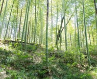 Bambu-mossô: saiba como cultivar a planta ornamental