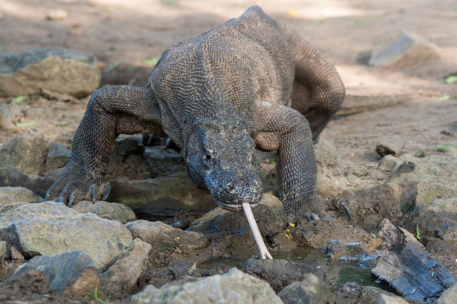 Dragão de Komodo está em risco de extinção com aumento do nível do mar