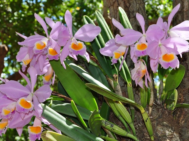 G1 - Flora de Roraima reúne mais de 400 espécies de orquídeas - notícias em  Roraima