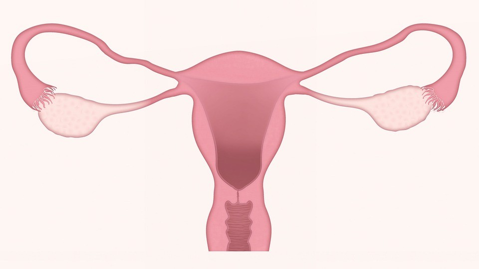 Espermatozoides caminham do colo do útero até o ovário (Foto: Pixabay/LJNovaScotia/Creative Commons)