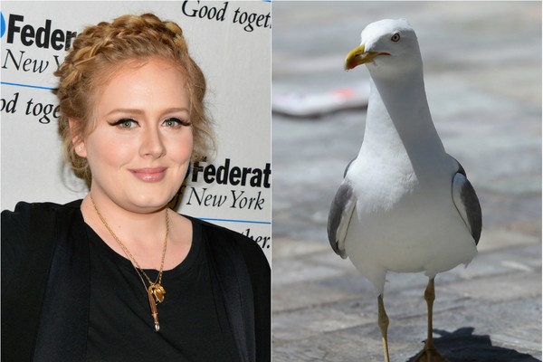 Adele, por sua vez, teme ser atacada e levada por uma gaivota (Foto: Getty Images)