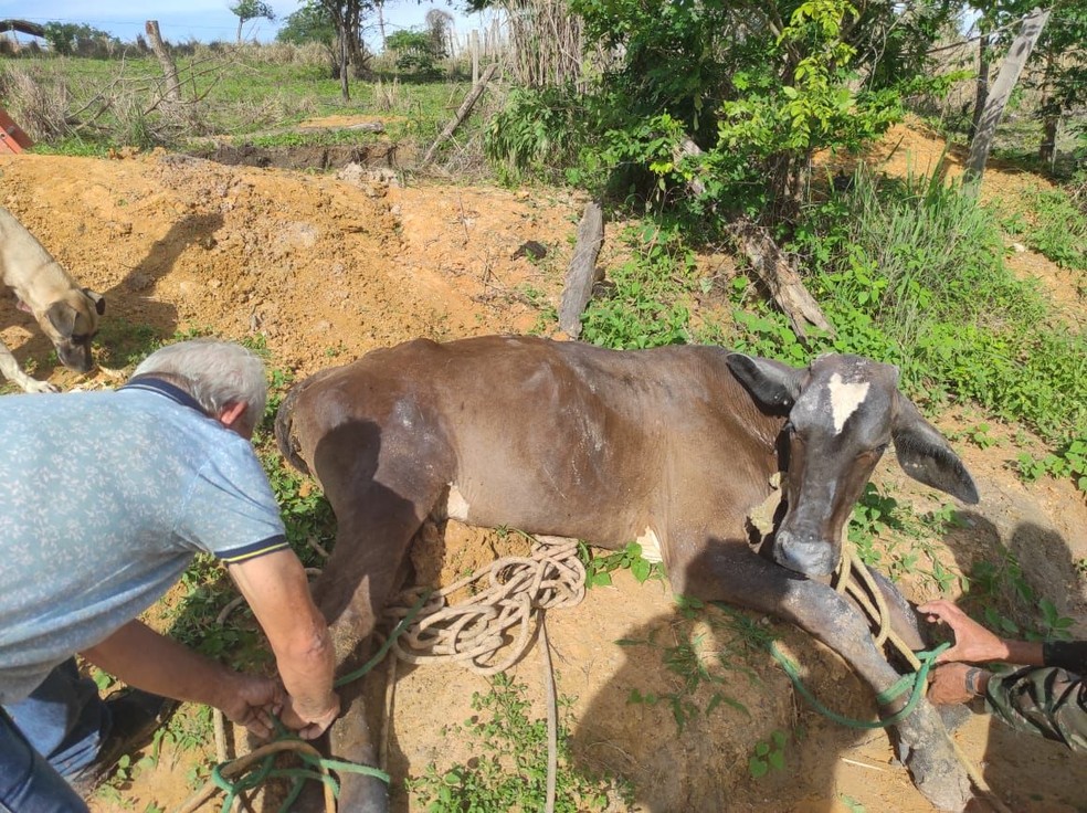 Animal foi resgatado em buraco de quatro metros — Foto: Corpo de Bombeiros