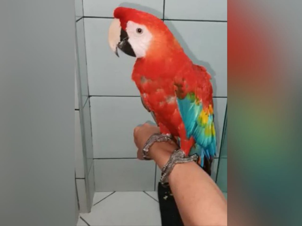 Arara-azul é resgatada em quintal de residência no Bairro Damas, em Fortaleza. — Foto: Reprodução