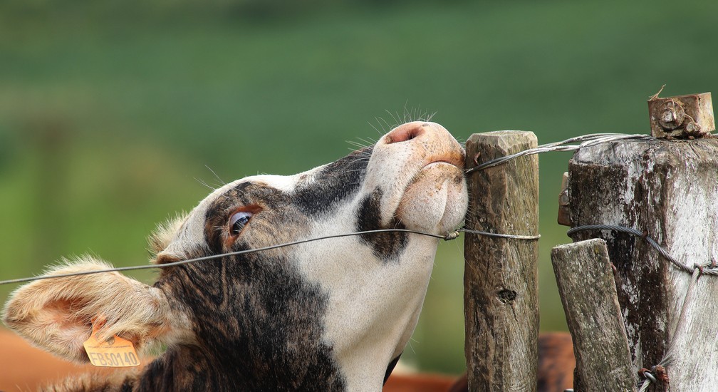 Hoje, os mais de 360 cooperados da pecuária leiteira trabalham com cerca de 29 mil vacas em lactação (Foto: Giuliano Gomes/PR Press)