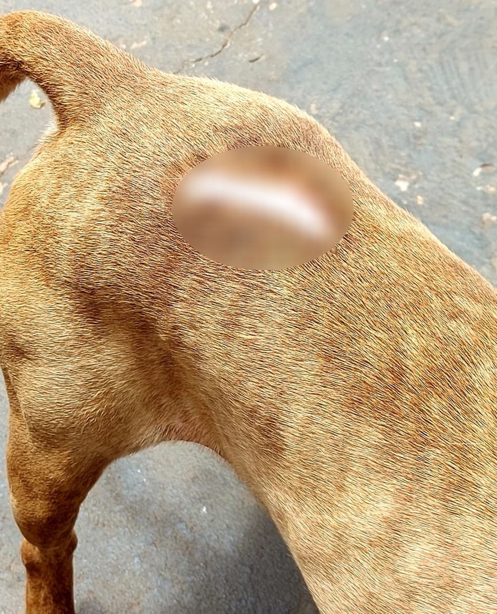 Homem foi preso por maus-tratos a cães em Anhumas — Foto: Polícia Militar Ambiental