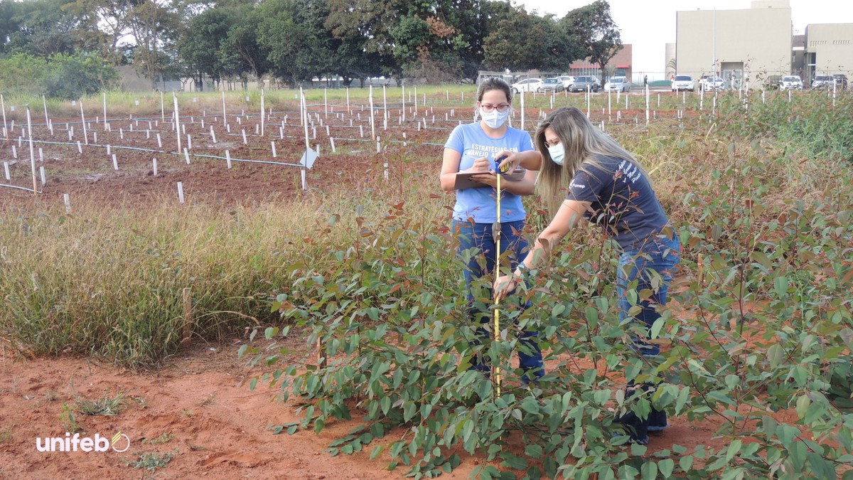 Le cours d’agronomie UNIFEB Barretos reprend le partenariat « Journée sur le terrain » à Parque do Peão |  Examen d’entrée UNIFEB