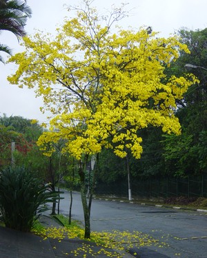ipe-amarelo (Foto: Divulgação)