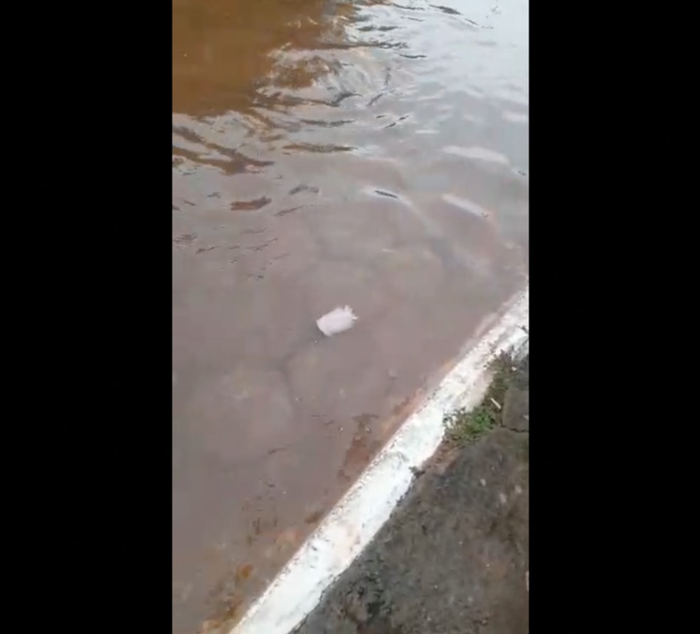 Arraia é ecnontrada em uma rua de Araguanã após cheia do rio Araguaia  — Foto: Reprodução 