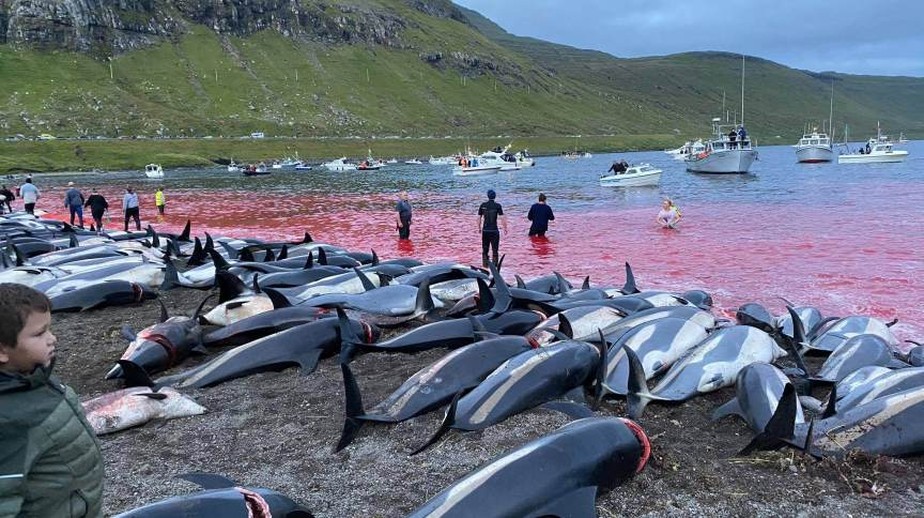 Mais de 1,4 mil golfinhos foram mortos no domingo nas Ilhas Faroe