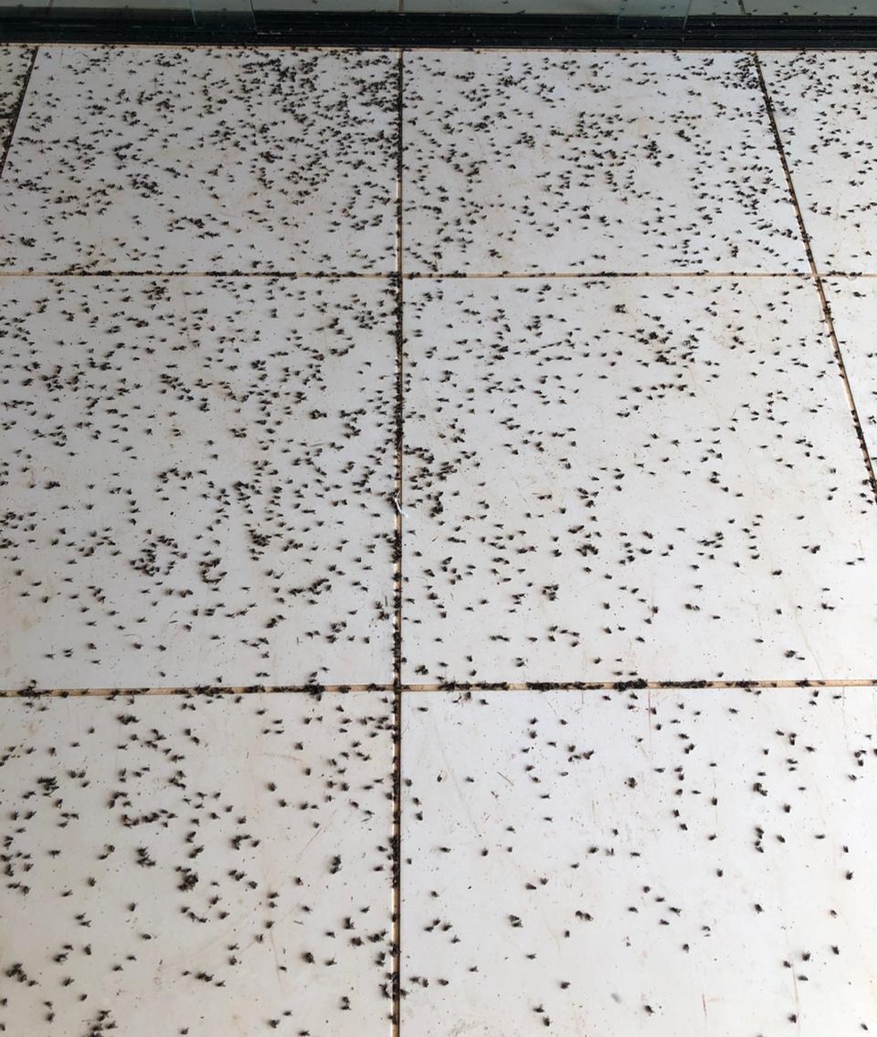 Infestação de moscas causa perturbação de moradores de bairro rural, em Tietê (SP) — Foto: Arquivo Pessoal