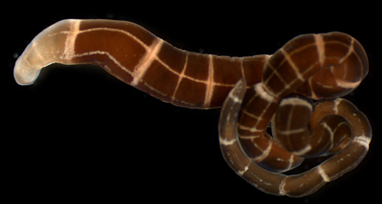 Tubulanus sexlineatus (Foto: Terra C. Hiebert)