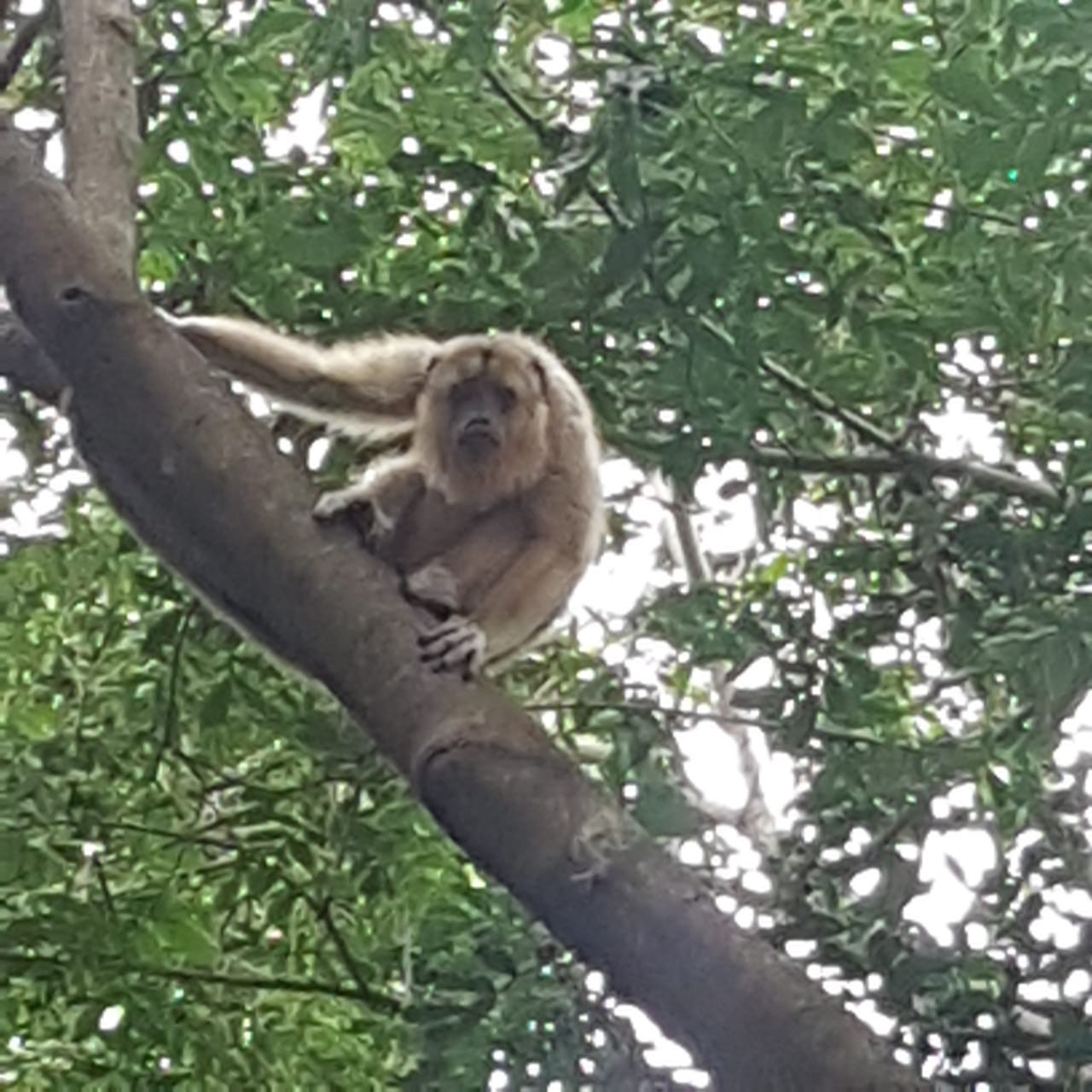 Bugio, espécie de primata vulnerável no Estado de São Paulo, tem frequentes visualizações em Presidente Venceslau thumbnail