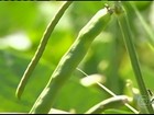 Áreas irrigadas garantem produção do feijão de corda em Iguatu, CE