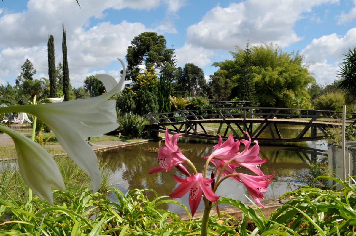 Dia Do Meio Ambiente Jardim Botânico De Brasília Lança Vídeos Que Mostram Importância Da 8818