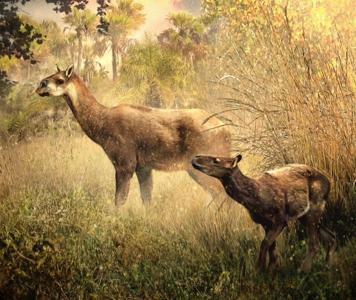 Representação das duas espécies descobertas (Foto: Reprodução/Velizar Simeonovski)