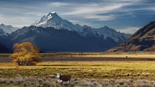 A Nova Zelândia está entre os principais emissores de carbono per capita principalmente devido a suas emissões de metano devido à grande indústria de gado e ovelha (Foto: Alamy/ Via BBC)