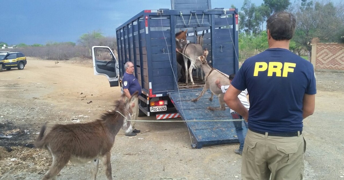 Operação da PRF recolhe 23 cavalos abandonados em rodovias do Recife e Zona  da Mata — Polícia Rodoviária Federal