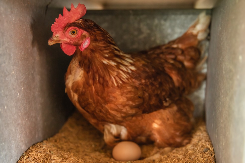 A média de produção por galinha na granja de Porto Feliz é de um ovo a cada 27 horas — Foto: Celso Tavares/ g1