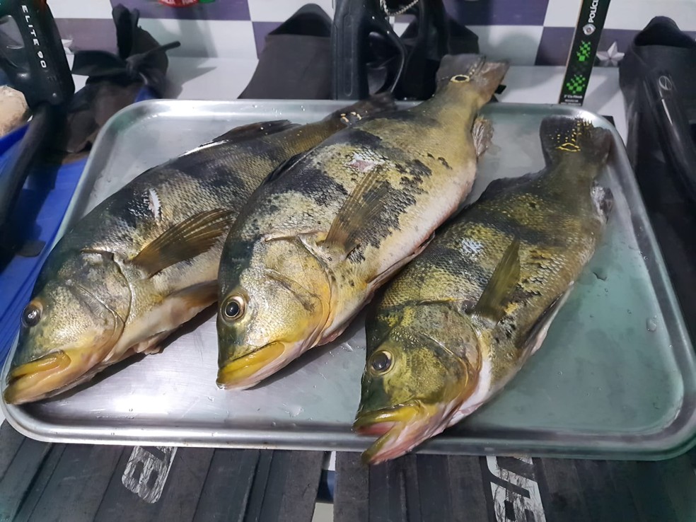 Homem &eacute; multado em mais de R$ 1 mil por pesca predat&oacute;ria durante Piracema, em Rosana (SP) &mdash; Foto: Pol&iacute;cia Ambiental