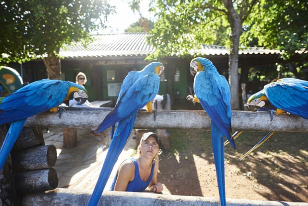 Louise D tenta domesticar papagaios azuis reunidos numa cerca (Foto: Ludovic Ismaël)