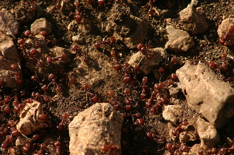 Colônia de formigas processa memórias quase como o cérebro humano (Foto: Wing-Chi Poon/Wikimedia Commons)