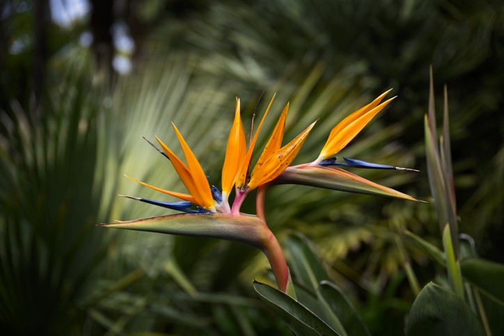 Tudo sobre a estrelícia, planta colorida que atrai boas energias para o lar (Foto: Getty Images)