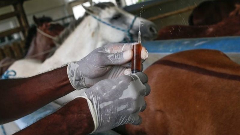 Pesquisa com plasma de cavalos, em foto do Instituto Vital Brazil, em Niterói; em São Paulo, Butantan obteve autorização da Anvisa para testar o soro anti-covid em pacientes humanos (Foto: EPA via BBC)