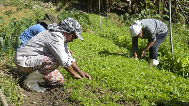mulheres-agricultura (Foto: Tomaz Silva/Agência Brasil)
