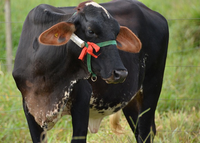 Gravador de som monitora o comportamento bovino (Foto: Renata Silva/Embrapa/Divulgação)