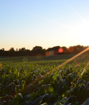 Práticas agrícolas regenerativas podem contribuir para o sequestro de CO2