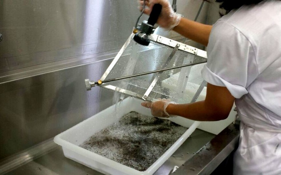 Processo separa mosquitos Aedes machos de fêmeas em fábrica de Piracicaba — Foto: Claudia Assencio/G1