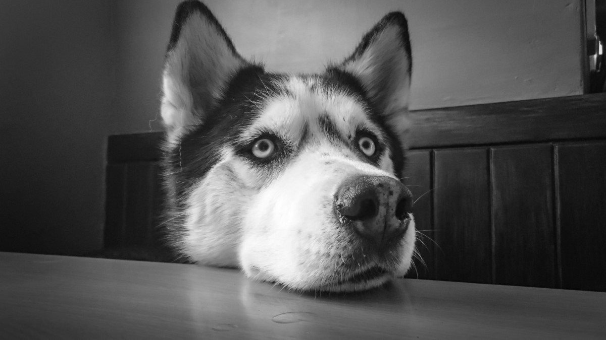 Os cachorros não enxergam o mundo em preto e branco, eles são capazes ver, principalmente, os tons azulados e os amarelados acinzentados (Foto: Pexels/ Pixabay/ CreativeCommons)