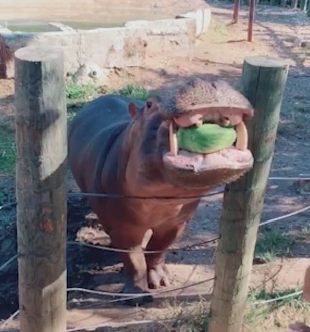 Casal usa hipopótamo em chá revelação e viraliza na web (Foto: Reprodução)