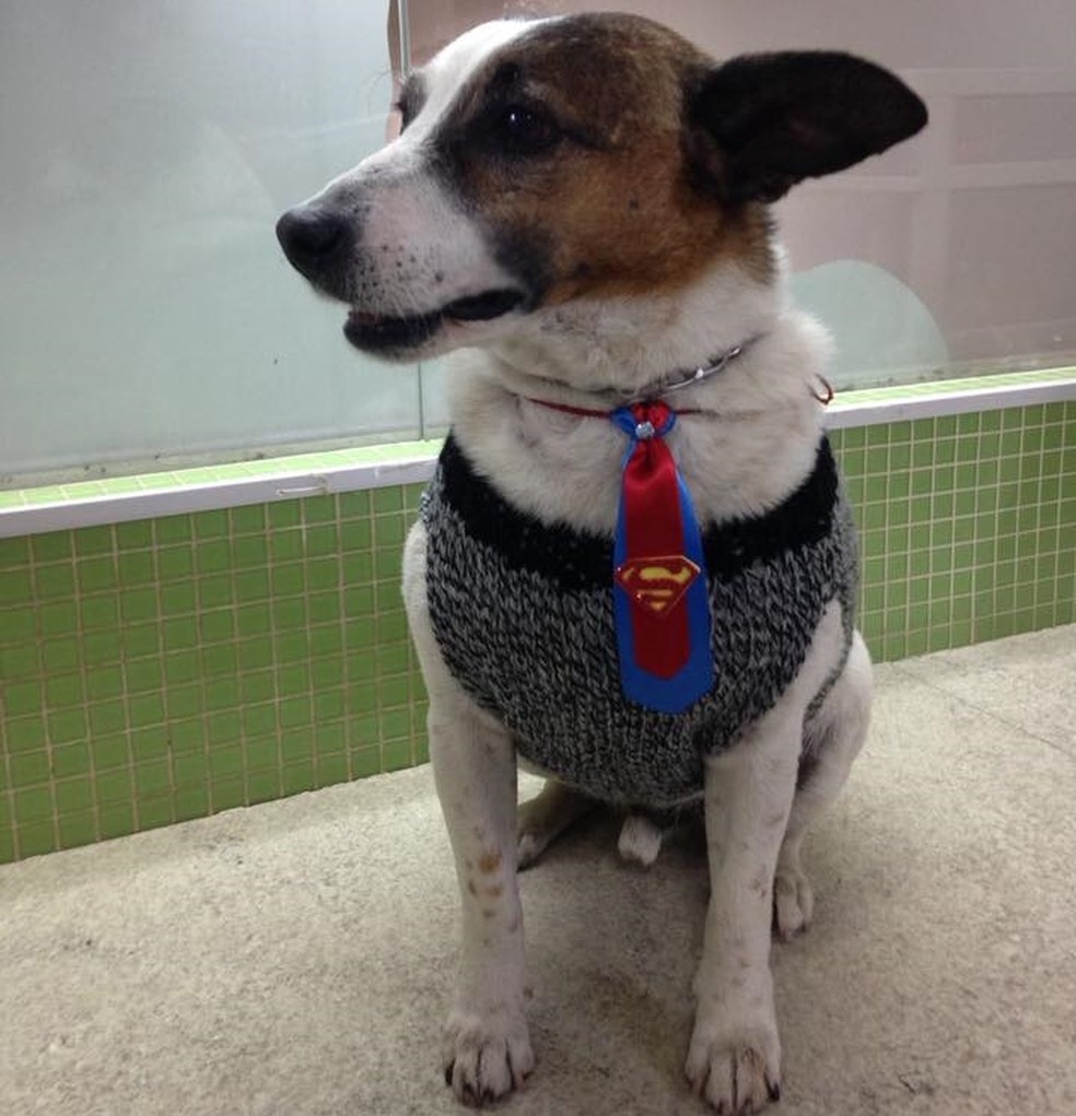 Cachorro vive nas ruas e chama atenção nas redes sociais em São Lourenço (MG) (Foto: Reprodução/Patrulha Animal)