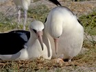 Albatroz de 64 anos seria a ave marinha mais velha do mundo