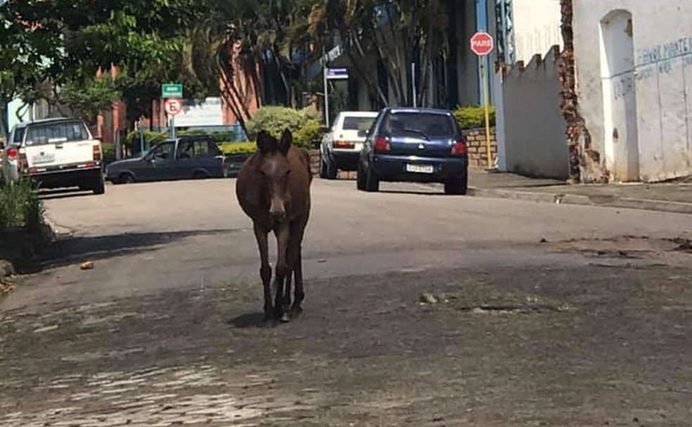 Mula foi resgatada das ruas de Laranjal Paulista por protetores de animais — Foto: Arquivo Pessoal