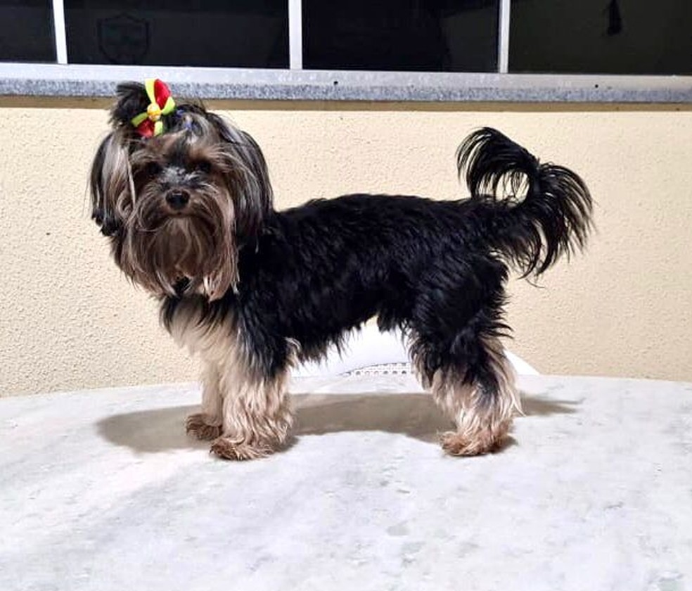 Haroldinho foi encontrado 7 dias após acidente que matou a dona dele — Foto: Izabela Almeida/Arquivo pessoal