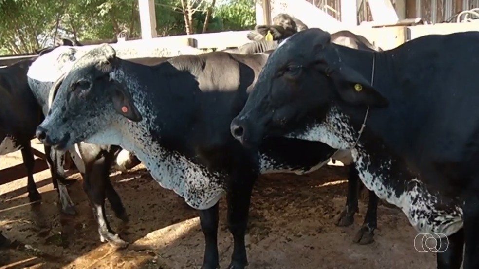 Vacas que produzem proteína A2 A2 são sinalizadas com corda no pescoço em fazenda de Mineiros, Goiás — Foto: Reprodução/TV Anhanguera