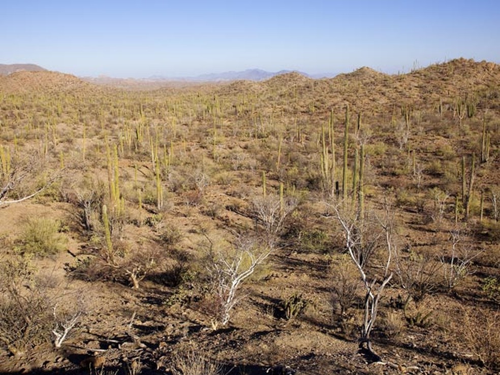 Deserto da Baixa Califórnia, no México, depende dos aquíferos e já sofre com falta d'água — Foto: Maisant Ludovic/Hemis.fr/AFP/arquivo