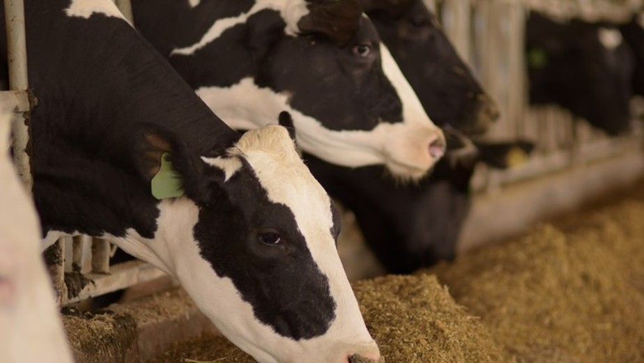 Demanda menor da pecuária leiteira deve levar a queda na produção de ração para bovinos neste ano