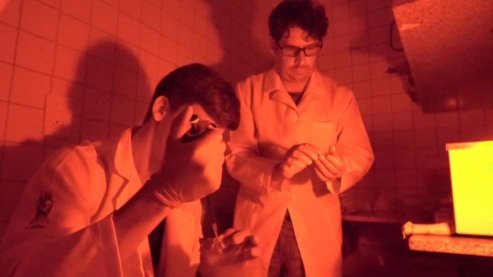 An&aacute;lise de camar&otilde;es coletados em mangue &eacute; feita pela Universidade Federal de Pernambuco &mdash; Foto: Reprodu&ccedil;&atilde;o/TV Globo