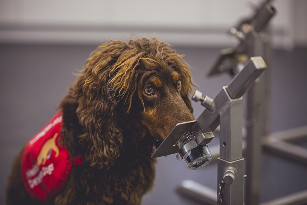 O cãozinho Asher, da raça cocker spaniel, foi um dos cachorros treinados para detectar a Covid-19 em estudo no Reino Unido. — Foto: Neil Pollock/MDD