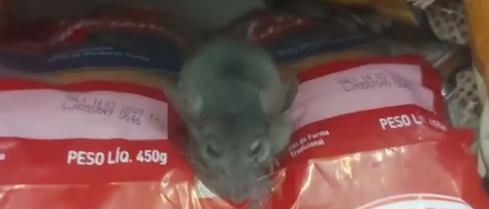 VÍDEO: cliente flagra rato em supermercado de São Carlos; unidade vê  'incidente isolado' | São Carlos e Araraquara | G1