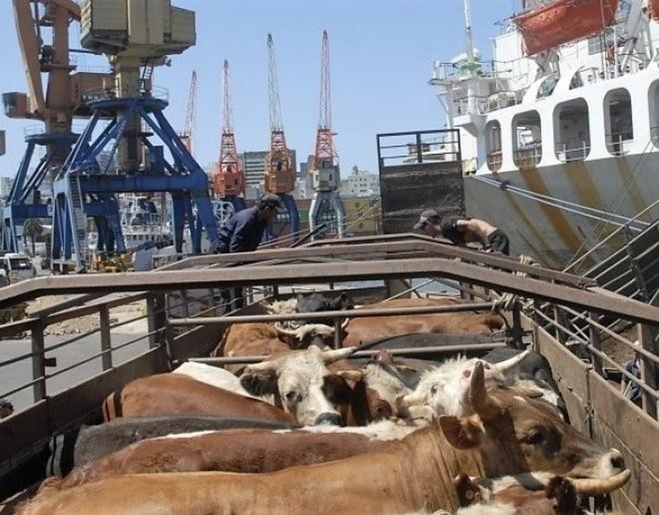 Decisão proferida na última terça-feira (25/4) refere-se à ação proposta em 2017 após denúncias de maus tratos a 27 mil animais atracados no porto de Santos