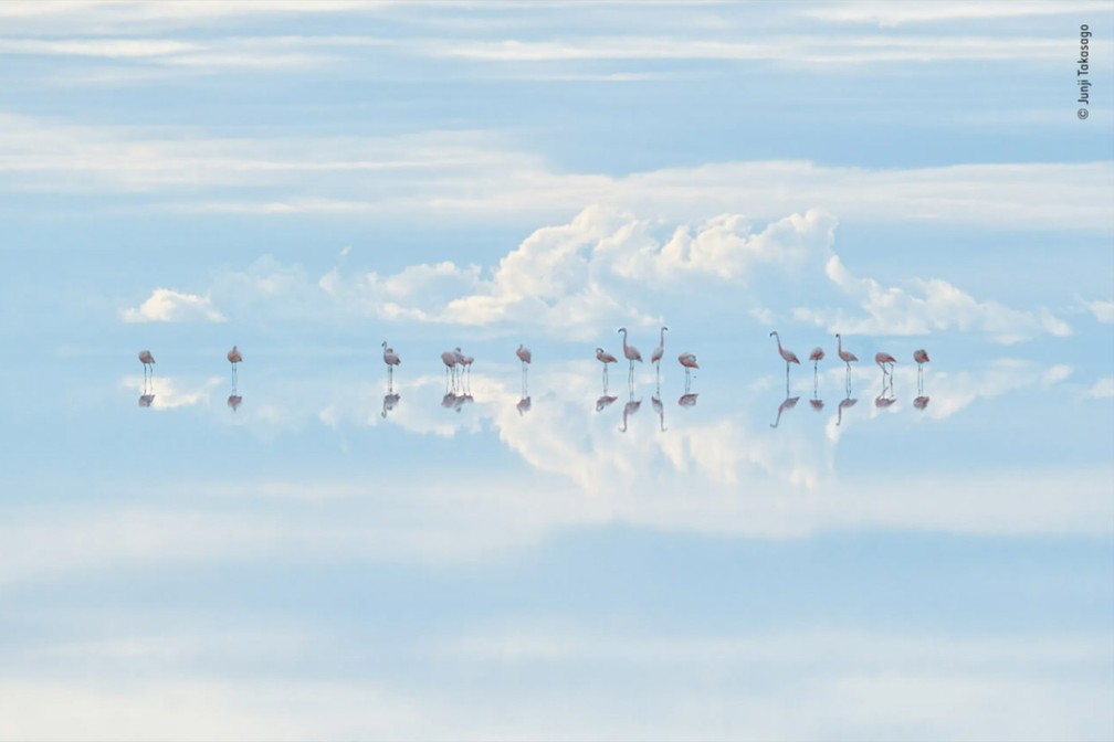 Flamingos no Salar de Uyuni, na Bolívia, garantiram o prêmio de Arte Natural no concurso Fotógrafo de Vida Selvagem do Ano 2022 — Foto: Junji Takasago/Wildlife Photographer of the Year/Divulgação