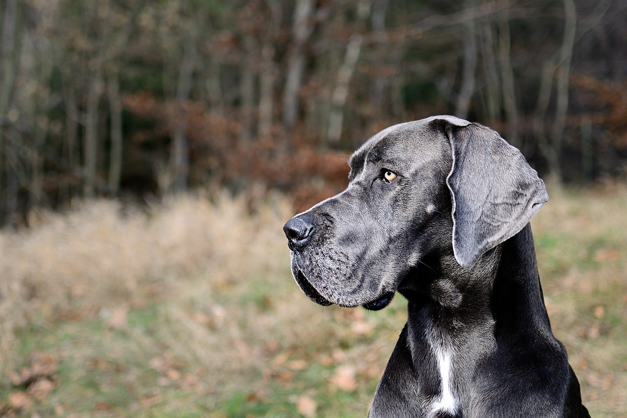 O dogue alemão é conhecido por sua lealdade, sociabilidade e aptidão para ser um bom cão de guarda (Foto: Pixabay/ CreativeCommons)