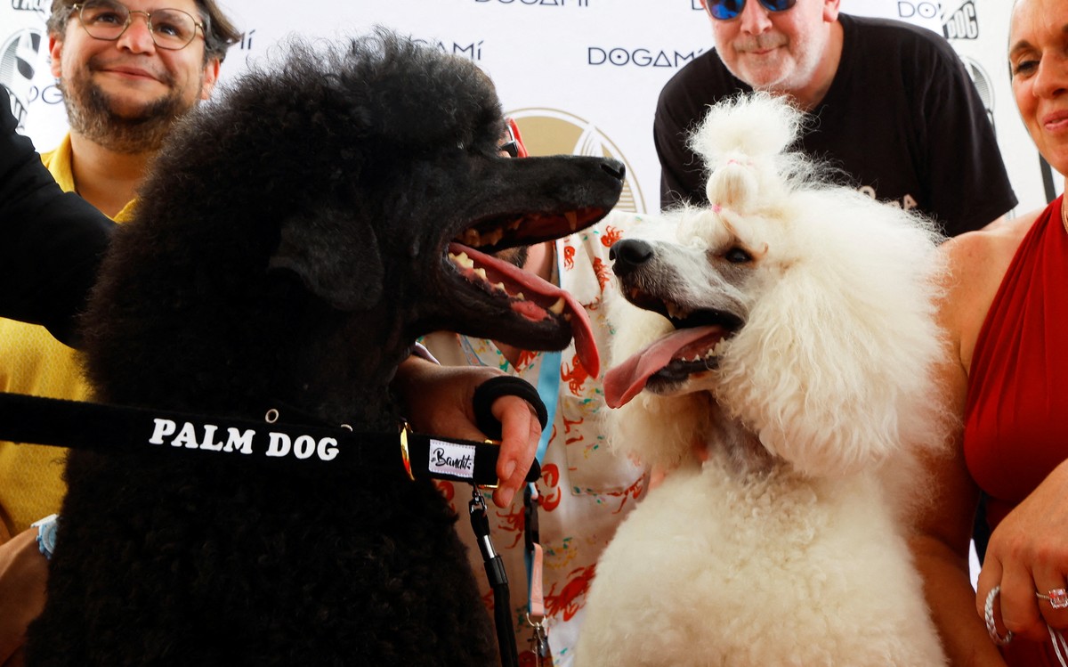 Poodle do filme ‘Warfare Pony’ ganha Palma Canina em Cannes |  Animais de estimação