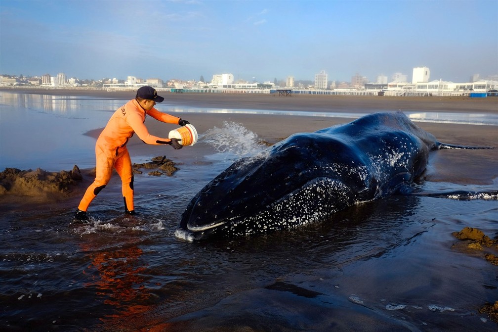 Baleia Jubarte encalha na argentina. Baleia pesa em torno de 10 tonelada e deve ter 4 anos  (Foto: TelÃ¡m)