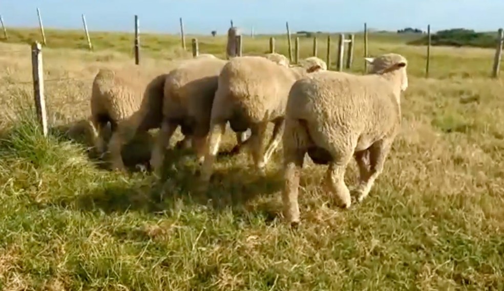 Polícia investiga ataque de cães a ovelhas no RS — Foto: Reprodução/RBS TV